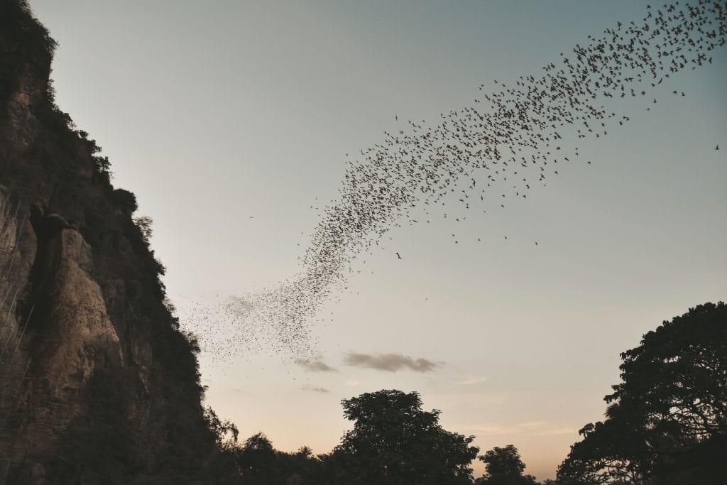Heel veel vleermuizen die uit de Bat Cave vliegen.