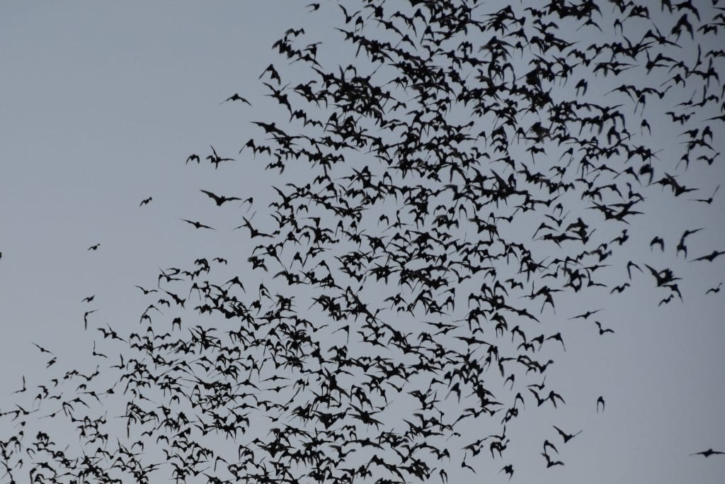 Vleermuizen die uit de Bat Cave vliegen.
