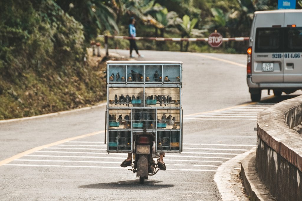 Vogels achterop de scooter in Vietnam.