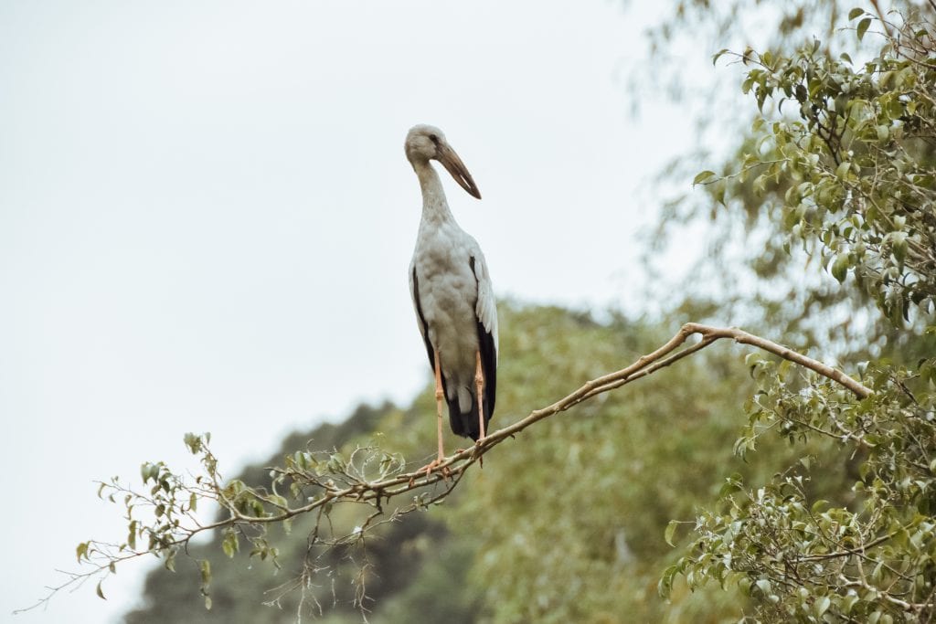 Prachtige vogels bij Thung Nham Bird Park.