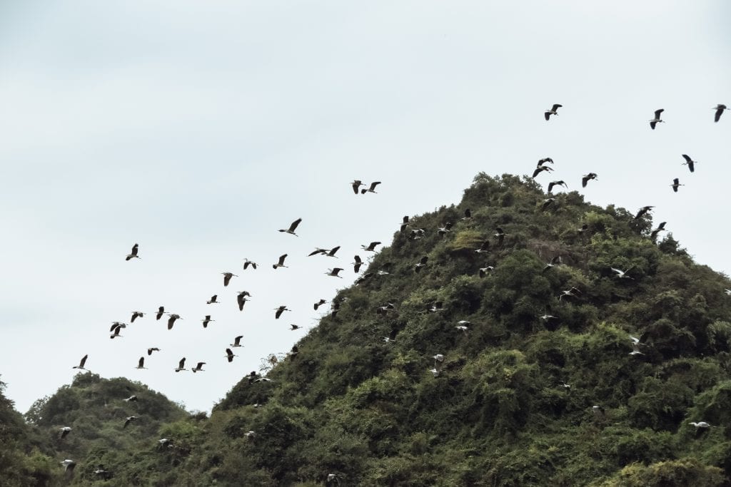 Spot honderden vogels bij Thung Nham Bird Park.