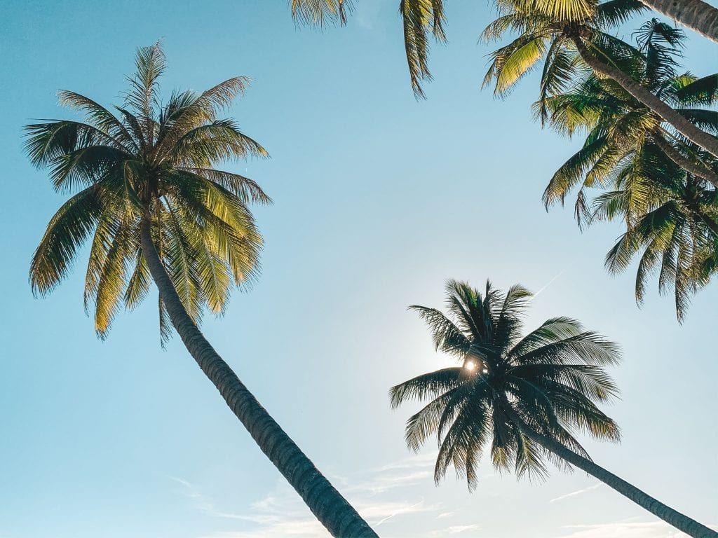 Zonsondergang palmbomen Vietnam.
