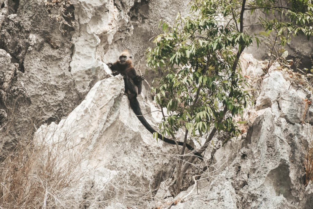 Langur Monkeys Vietnam.