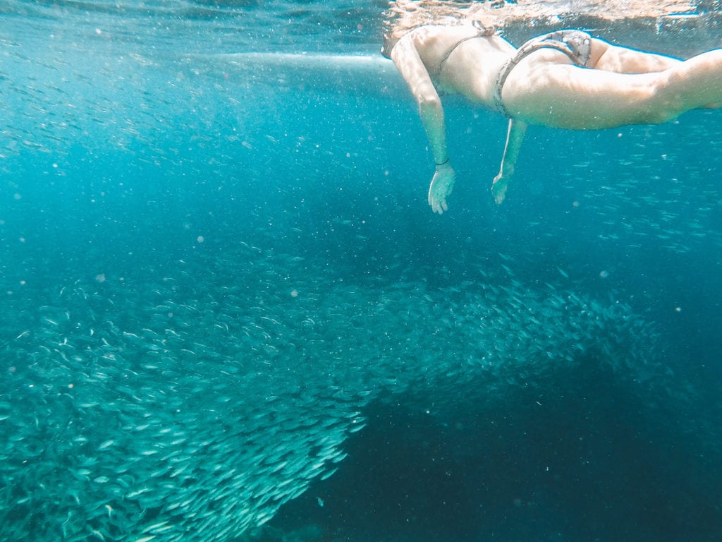 Snorkelen Moalboal sardines.