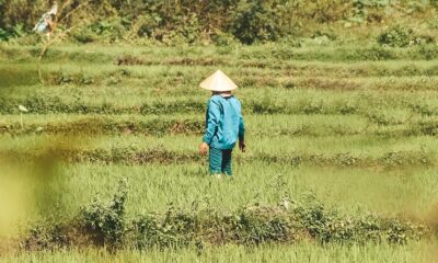 Vietnam rijstvelden.