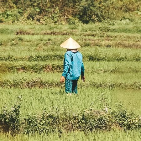 Vietnam rijstvelden.