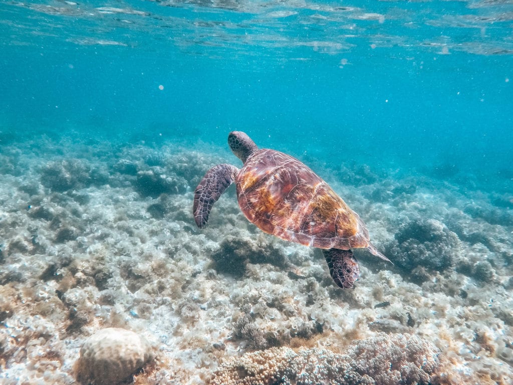 Schildpadden Apo Island.