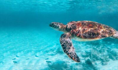 Schildpad Filipijnen Apo Island