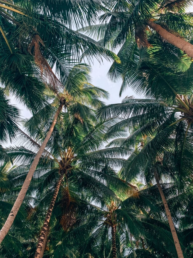 Palmbomen Filipijnen
