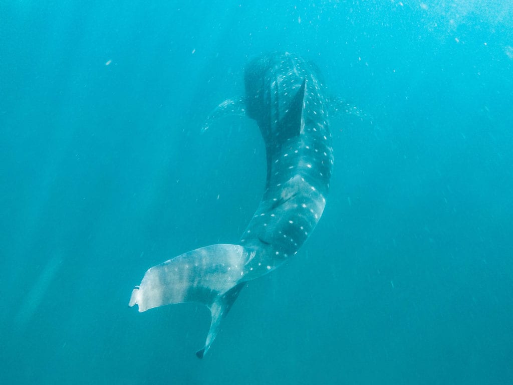 Ecologisch verantwoord snorkelen met walvishaaien.