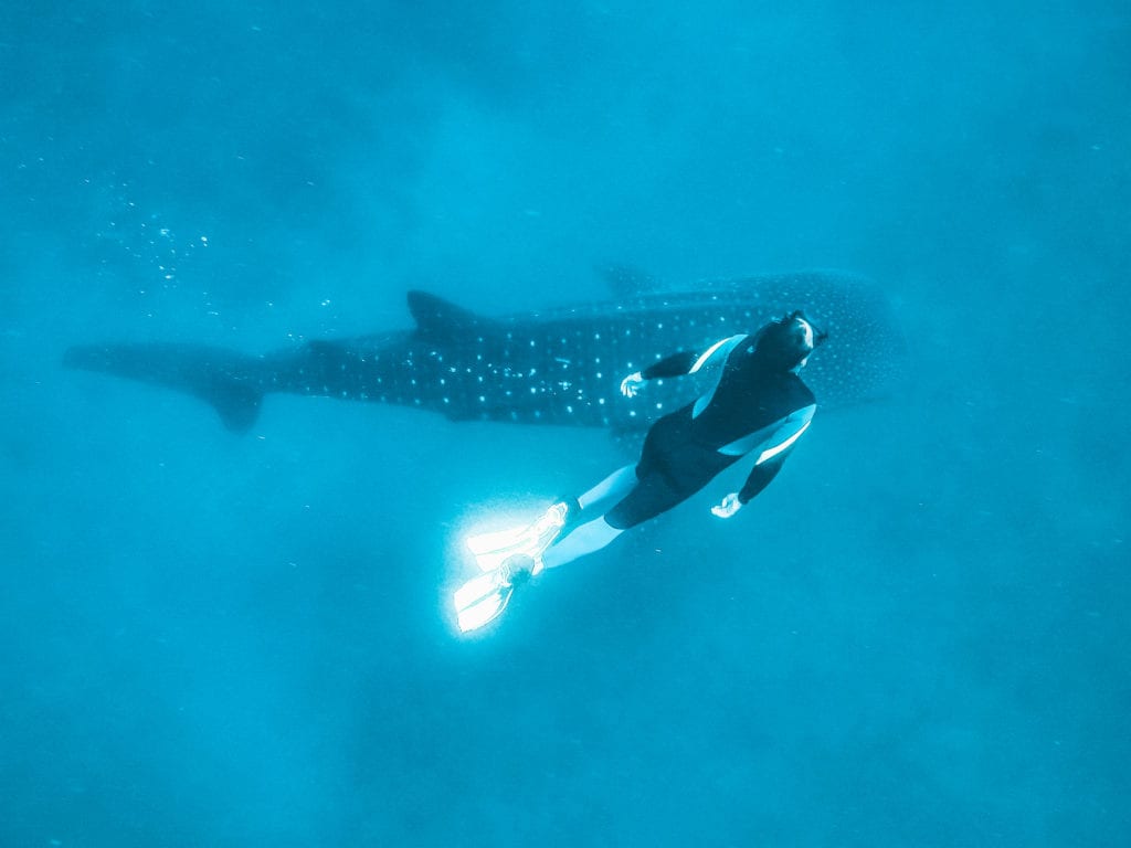 Duiken met walvishaaien in de Filipijnen.