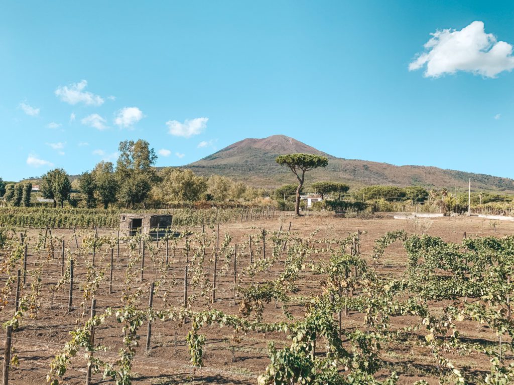 Vesuvius wijnvelden