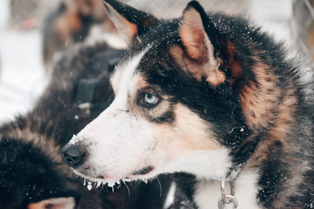 Husky hond Lapland